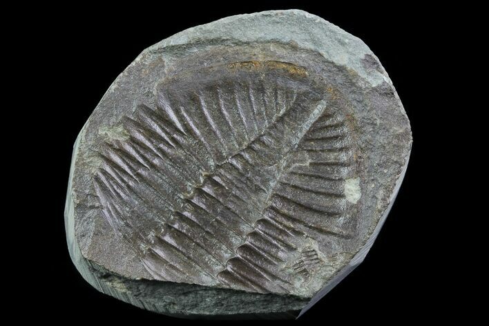 Partial Ogyginus Cordensis - Classic British Trilobite #75923